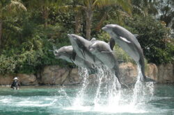 Delfinshow