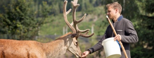 Christoph Schmuck füttert einen Dammhirsch