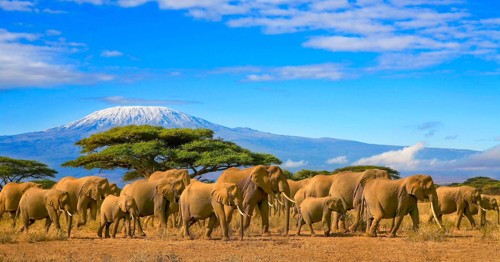 Wegen Corona: Safaris in Kenia günstiger