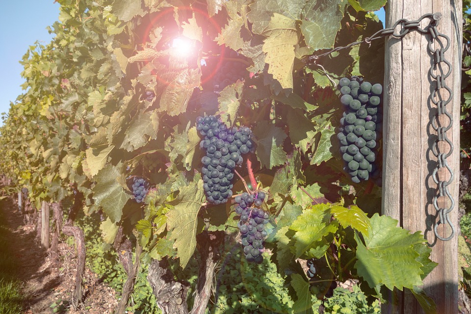 Weinfest Bardolino