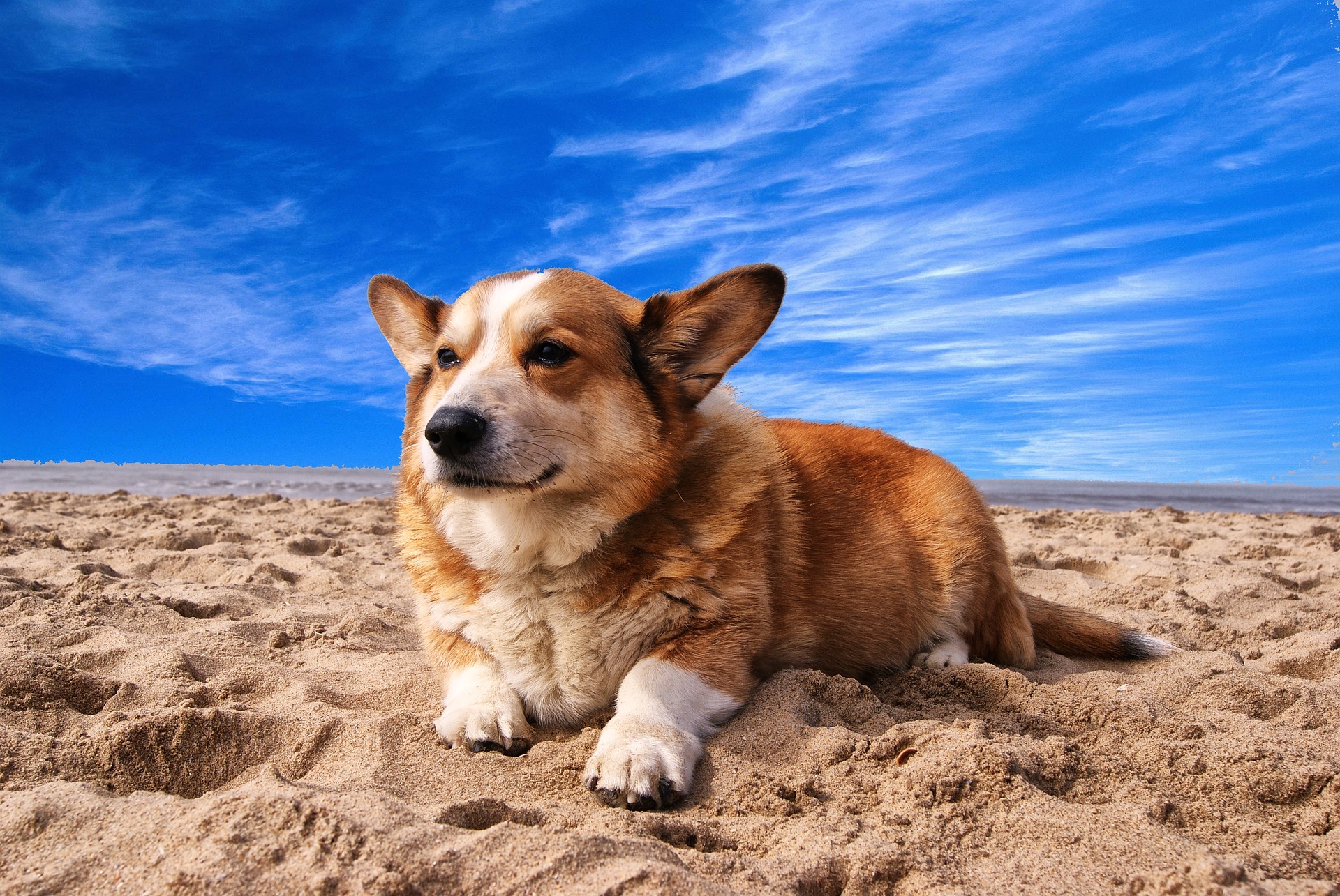 Die schönsten Reiseziele für Urlaub mit Hund in Deutschland