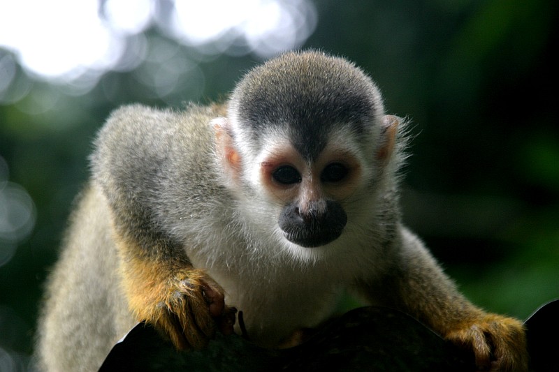 Nationalpark Manuel Antonio in Costa Rica