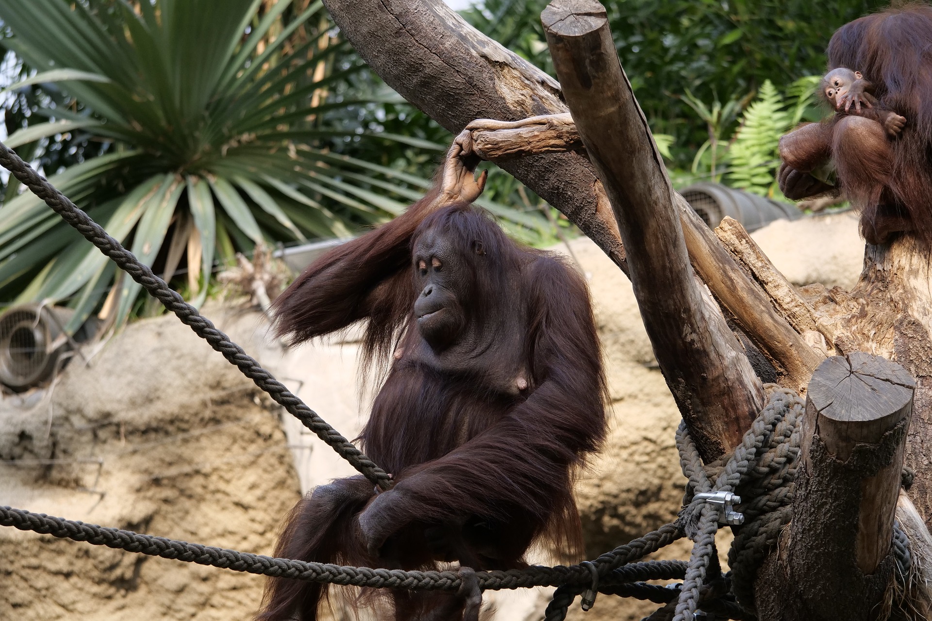 Orang-Utans von Touristen mit Corona infiziert