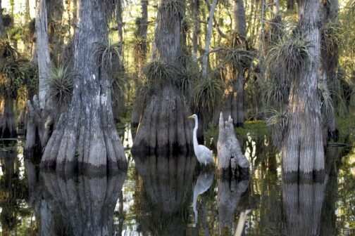 Everglades Nationalpark in Florida