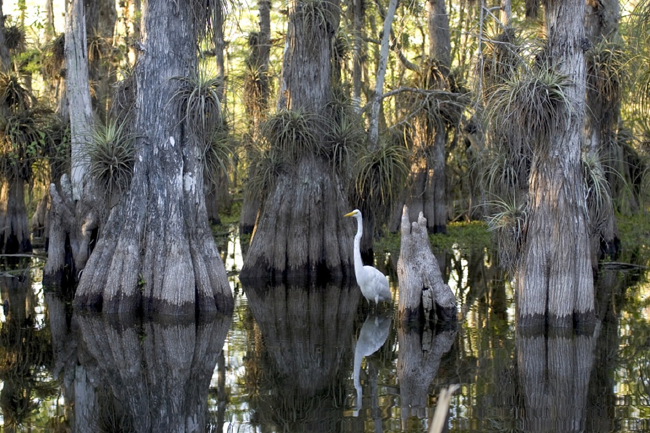 Kostenloser Eintritt in den Everglades und Biscayne Nationalpark