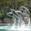 Delfinshow