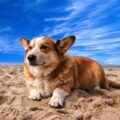 Urlaub mit Hund - Hundestrand