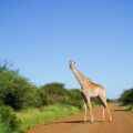 Auf Reisen in Südafrika
