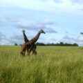 Das wilde Uganda ist Top-Reiseziel 2013