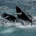 Whale Watching vor Sri Lanka