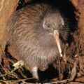 'Bekommt man selten zu Gesicht: Ein Kiwi in freier Wildbahn
