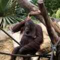 Orang Utan im Zoo