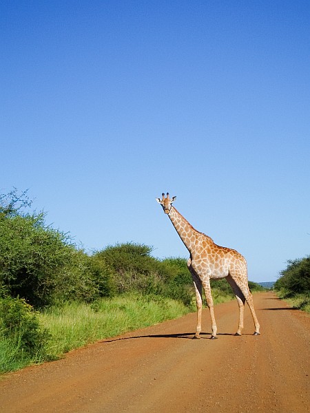 Auf Reisen in Südafrika