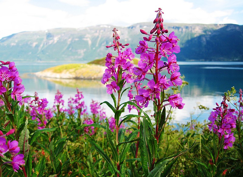 Frühling im Lyngenfjord, Norwegen