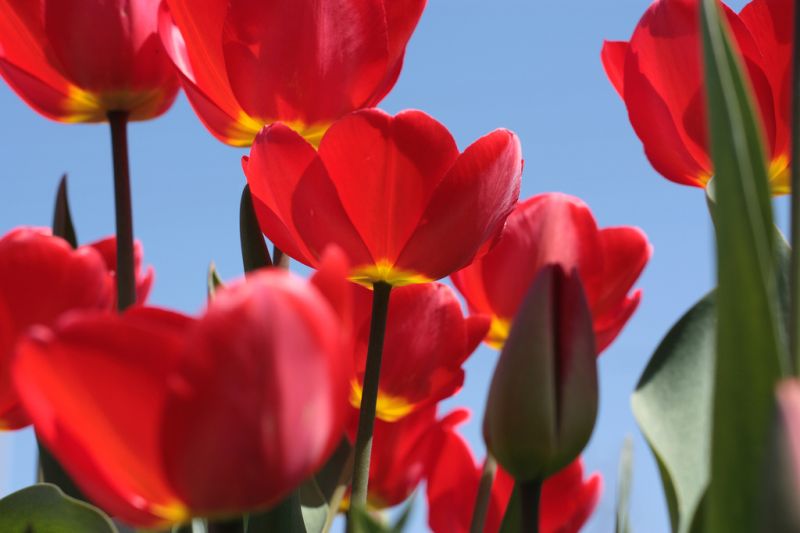 Holland – Das Land der Windmühlen und Tulpenfelder