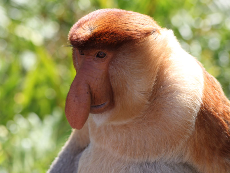 Nasenaffe auf Borneo
