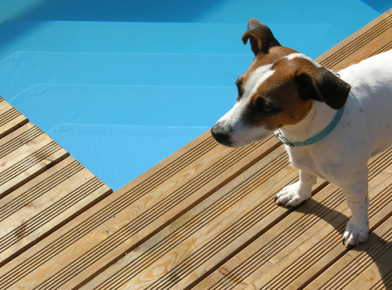 Urlaub mit einem Hund