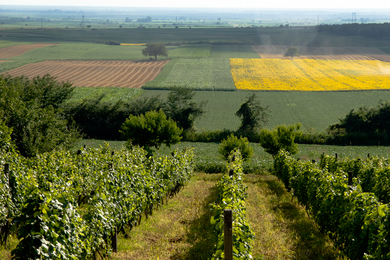 Landschaft in der Vojvodina