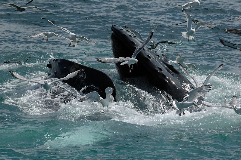 Whale Watching vor Sri Lanka