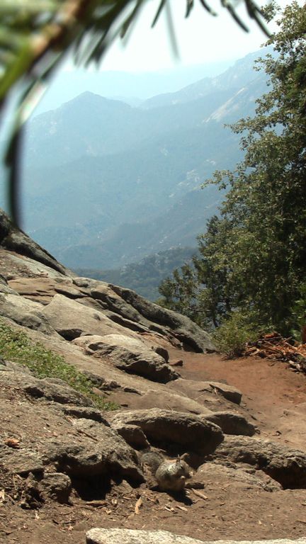 Sequoia Nationalpark in Kalifornien