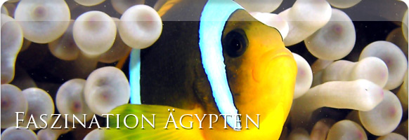 Unterwasserwelt Safaga Ägypten Unterwasserwelt Safaga Ägypten