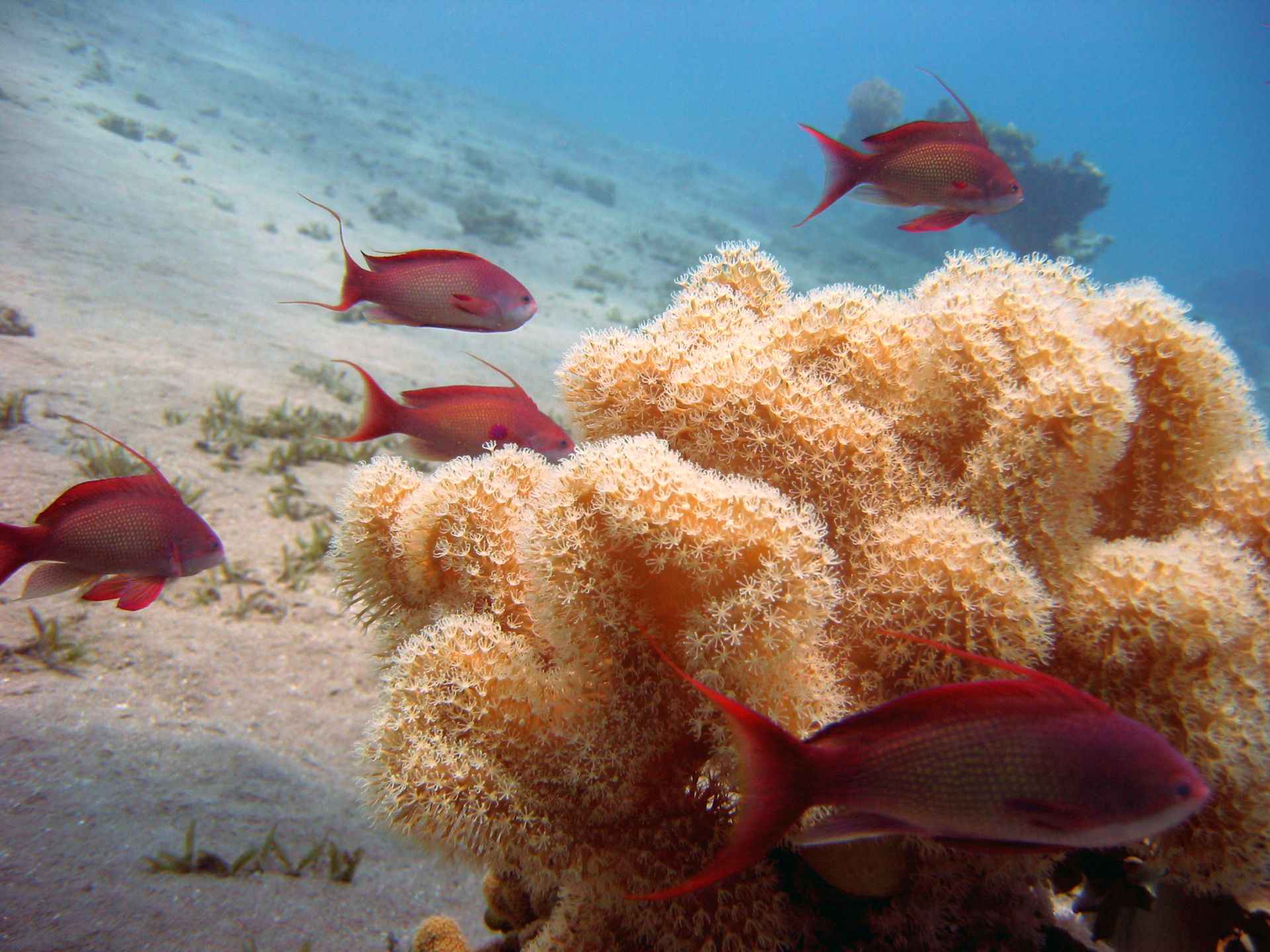 Blue Hole Dahab – Mythos, Tipps & Sicherheit