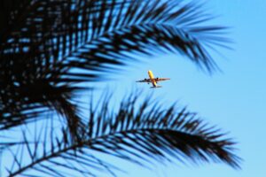 Flugzeug-Palme