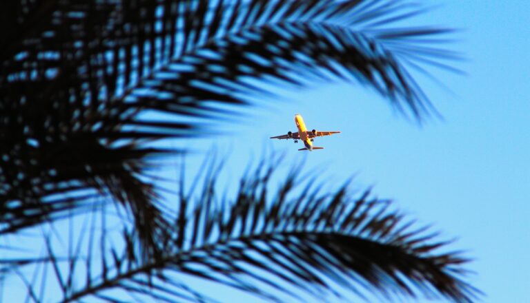 Flugzeug-Palme