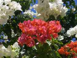 Ägypten Flora und Fauna