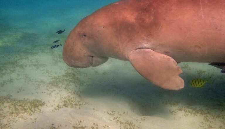 Dugong im Roten Meer