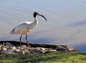 Ibis