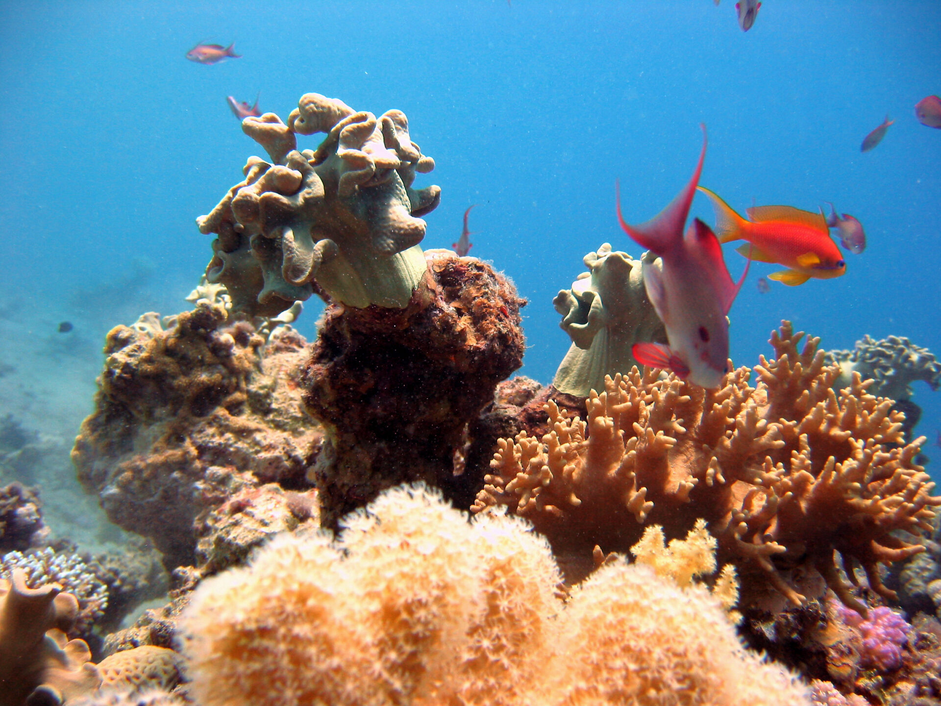 Careless Reef bei Hurghada
