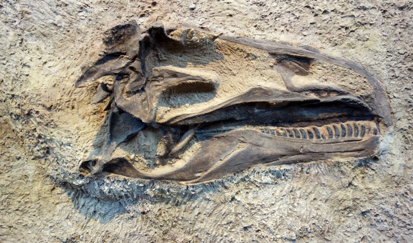 Dinosaurierfund in Ägypten