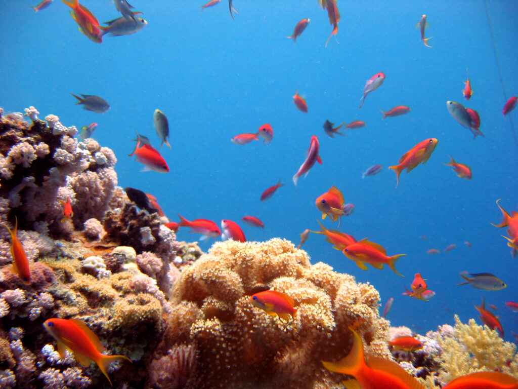 Die besten Tauchspots am Roten Meer