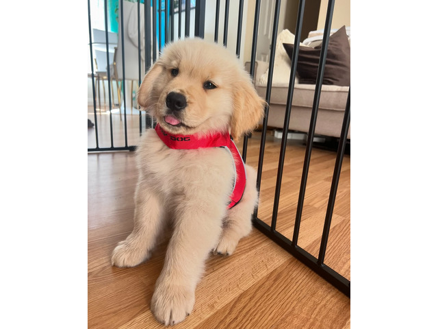 Chiot Golden Retriever àvendre