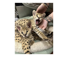 Portée de chatons serval et savannah et caracal