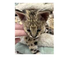 Portée de chatons serval et savannah et caracal