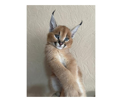 Portée de chatons serval et savannah et caracal