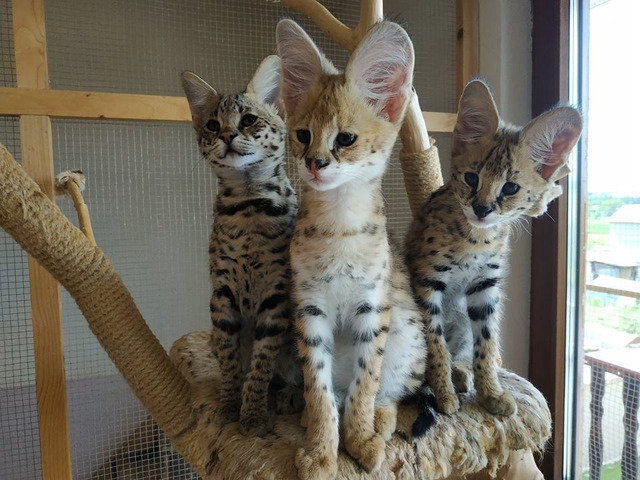Superbes chatons Serval et savannah disponibles