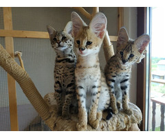 Superbes chatons Serval et savannah disponibles