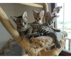 Superbes chatons Serval et savannah disponibles