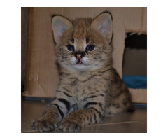 Superbes chatons Serval et savannah disponibles