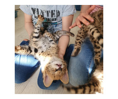 Superbes chatons Serval et savannah disponibles