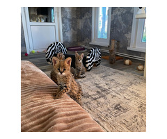 Superbes chatons Serval et savannah disponibles