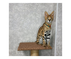 Superbes chatons Serval et savannah disponibles