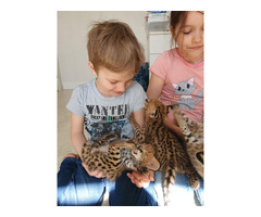 Superbes chatons Serval et savannah disponibles