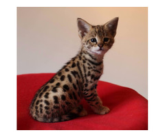 Superbes chatons Serval et savannah disponibles