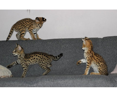 Superbes chatons Serval et savannah disponibles