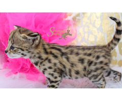 Adorables chatons Savannah F5
