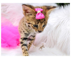 Adorables chatons Savannah F5